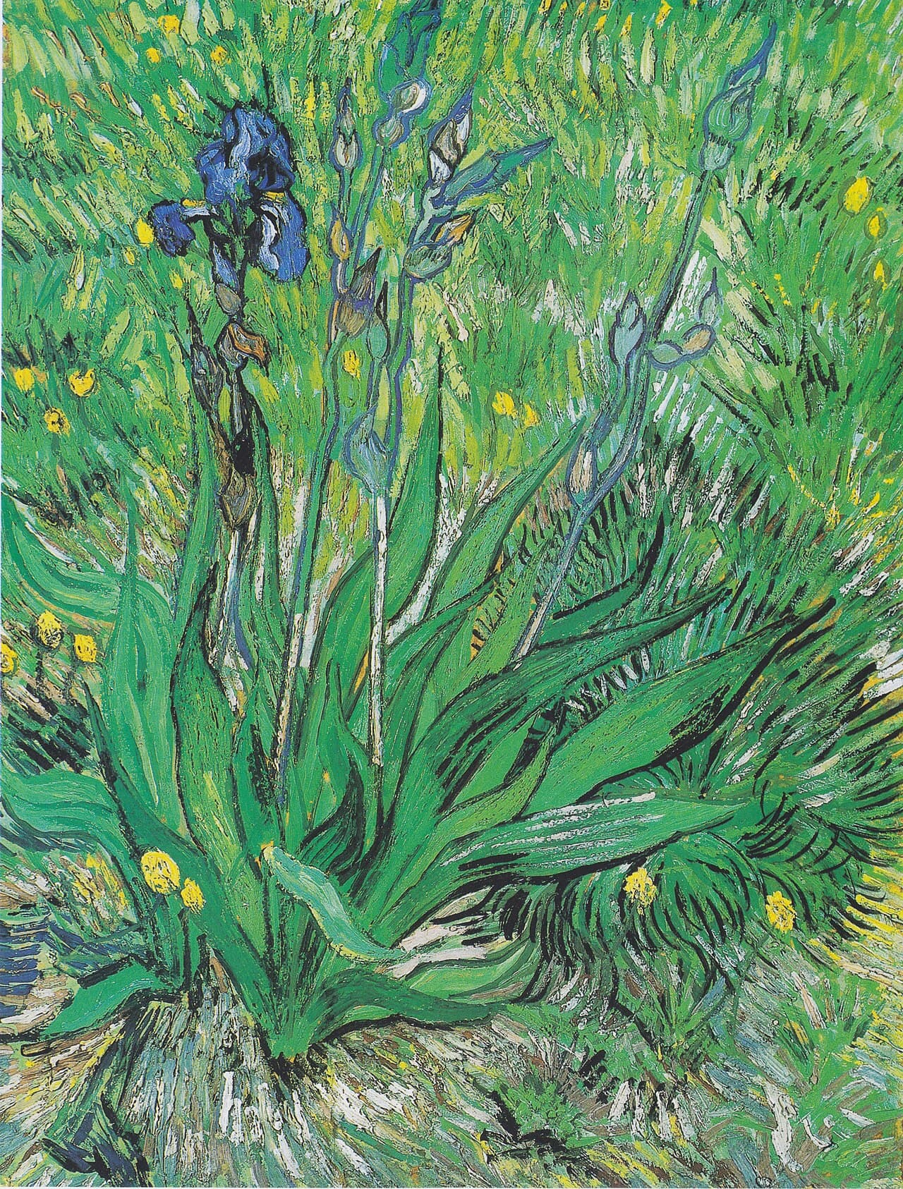 Iris (1889)