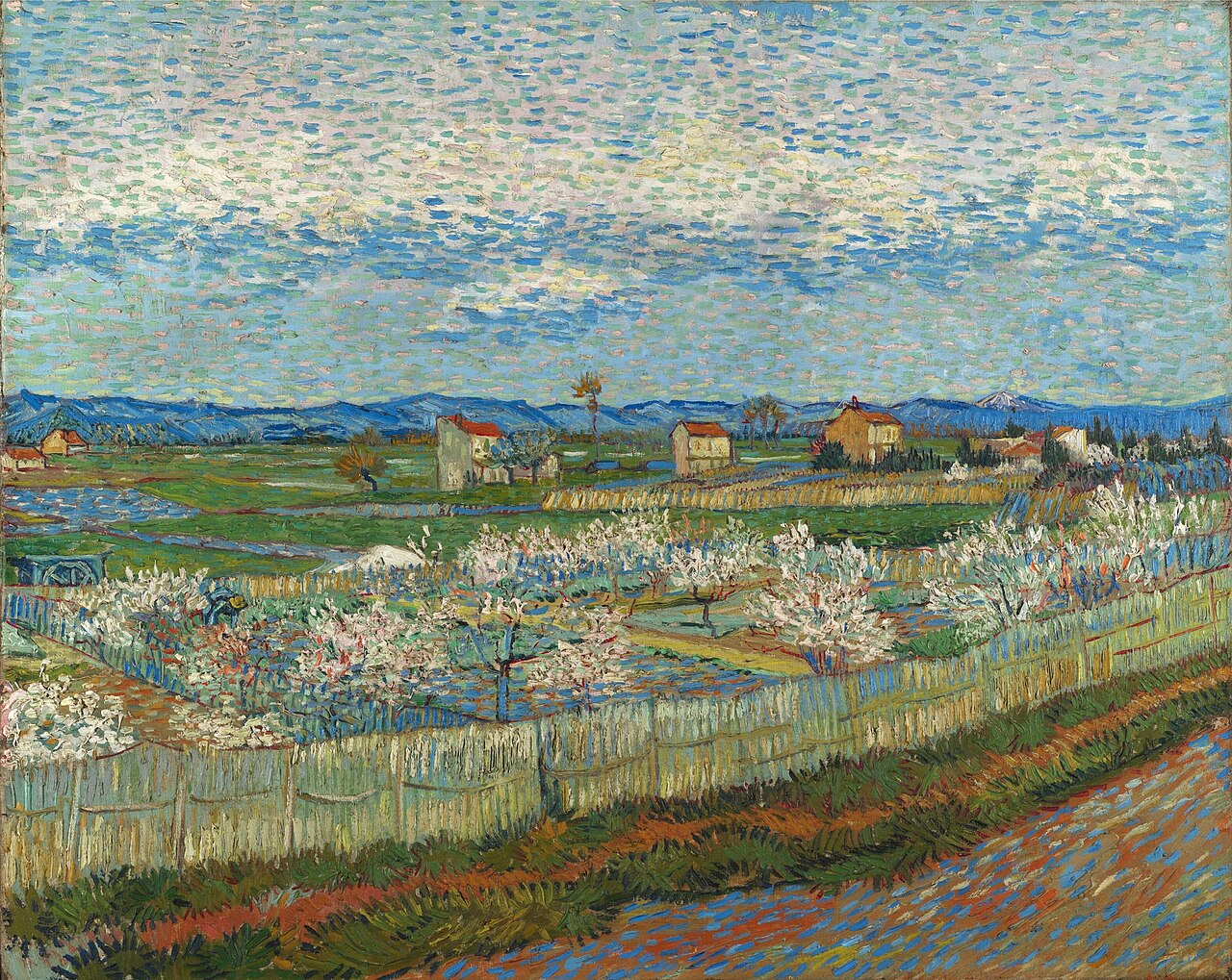 Peach Trees in Blossom