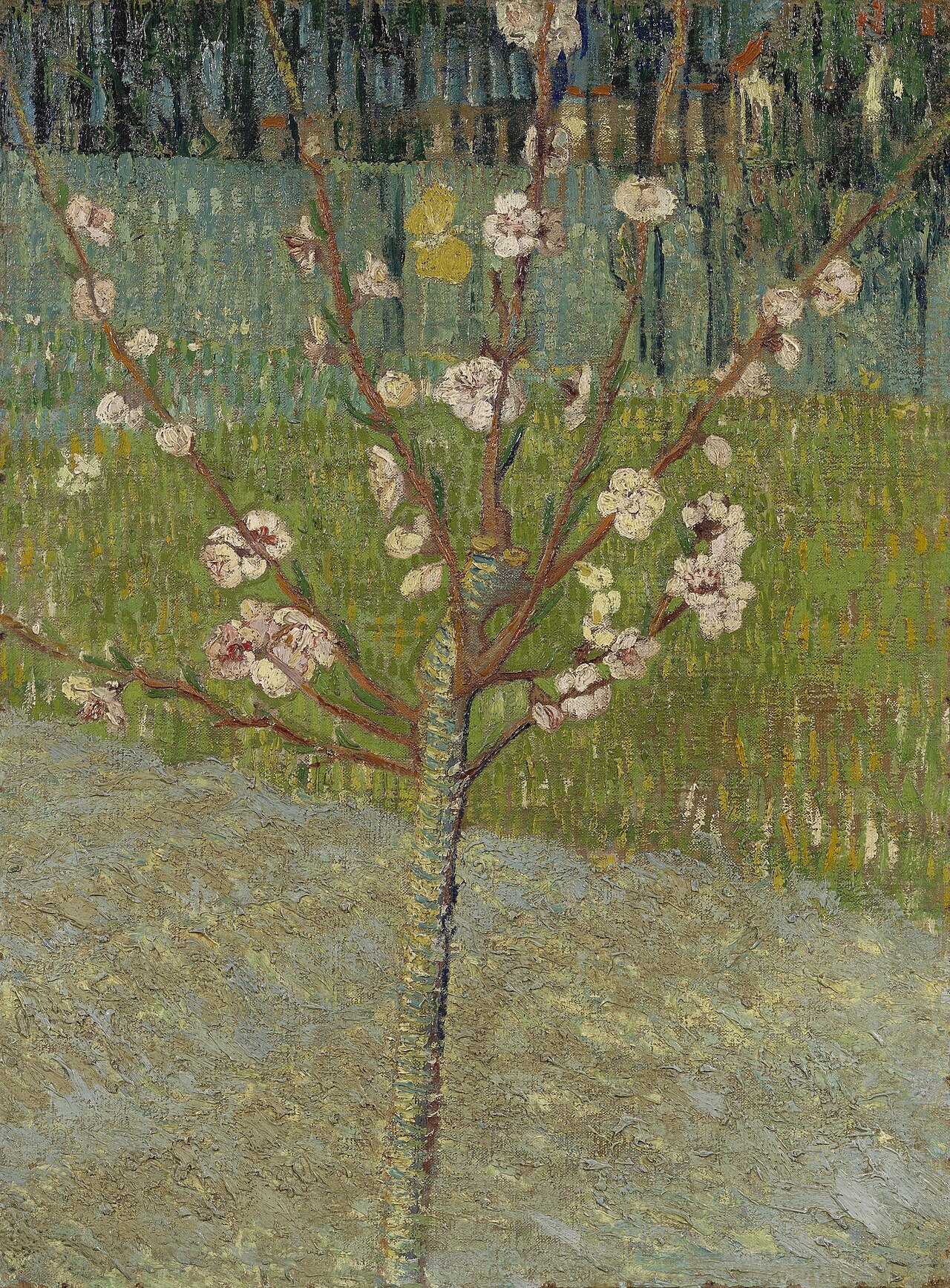 Peach Tree in Blossom